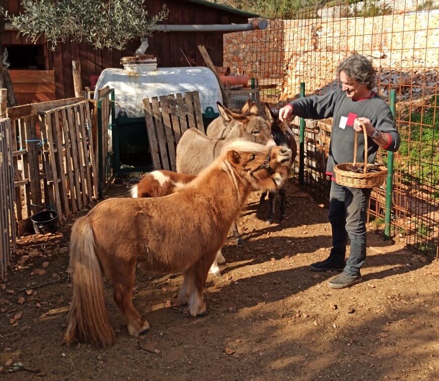 Olives and Donkeys Pony Art Garden man feeding ponies